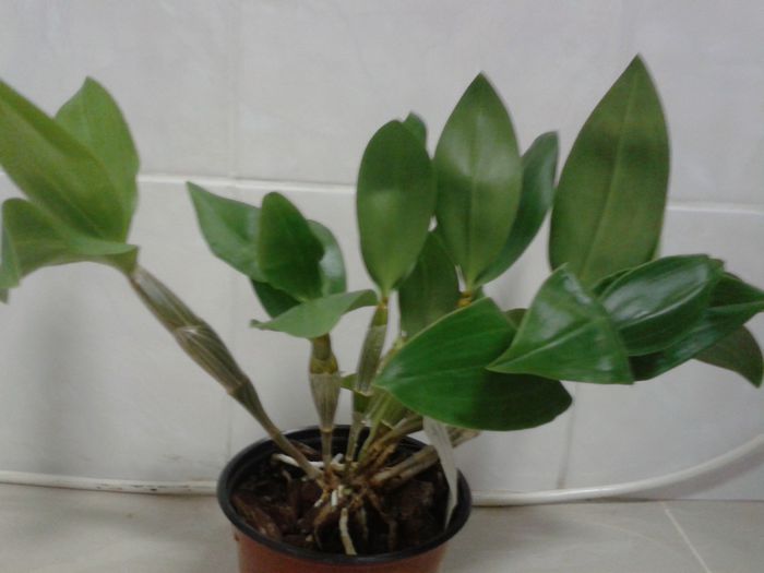 2013-11-20 - Dendrobium thyrsiflorum