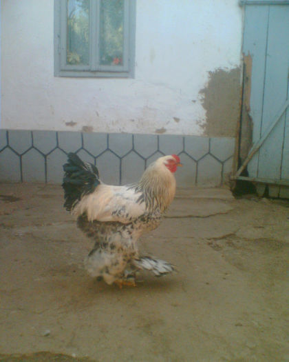 Imag005 - la ferma