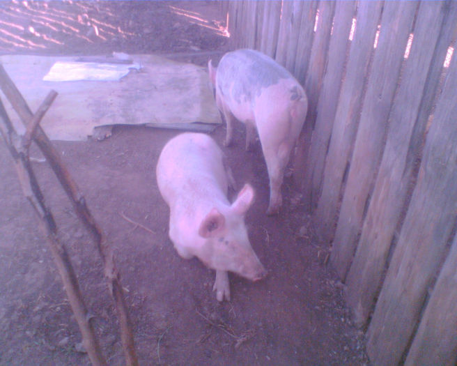 Imag012 - la ferma