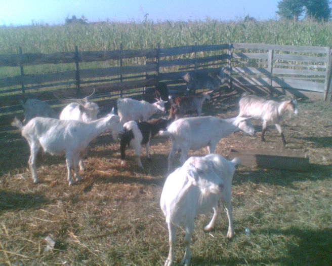 Imag019 - la ferma