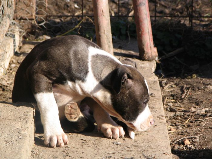 pui 2 luni pitbull 020 - Pitbull femela