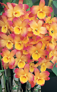 poza net - Dendrobium Oriental Smile Fantasy