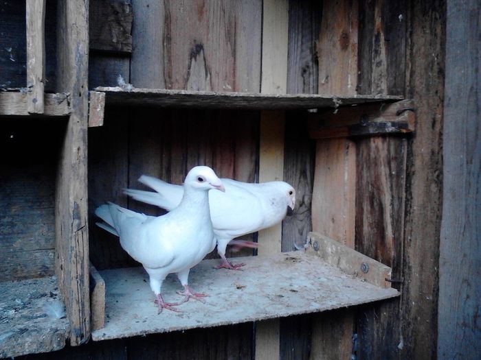 voiajori albi maturi; aceiasi pereche

