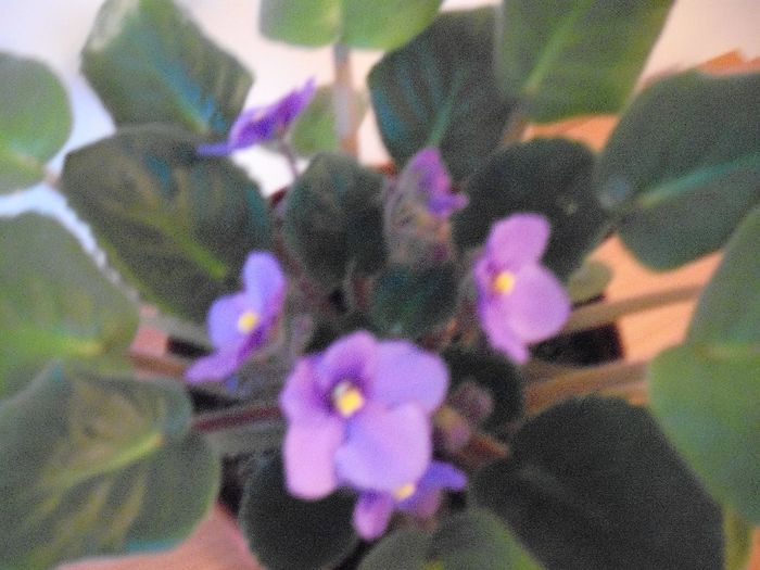 Albastru deschis