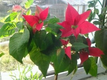 s-a grabit... - Poinsettia