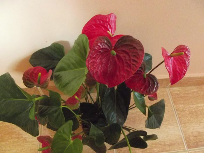 anthurium - Diverse flori