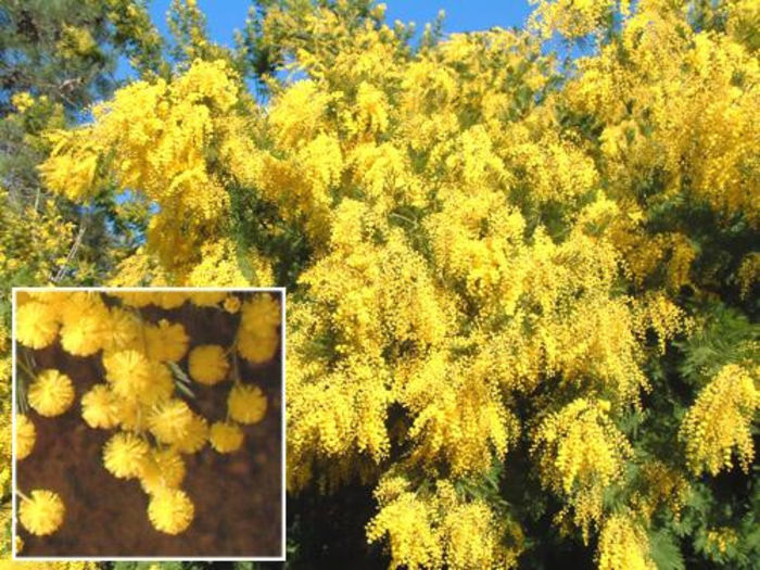 Acacia_dealbata_mimoza