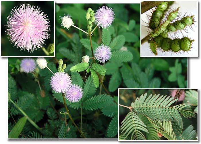 Sensitiva-mimosa_pudica