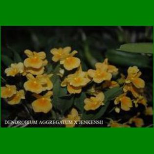 poza net - Dendrobium aggregatum x jenkinsii