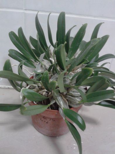 2013-11-20 - Dendrobium aggregatum x jenkinsii