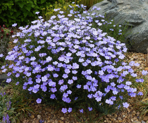 Linum perenne- In decorativ