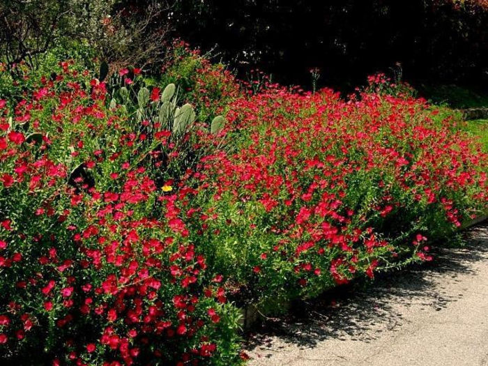 Linum perenne -In decorativ Scarlet Flax