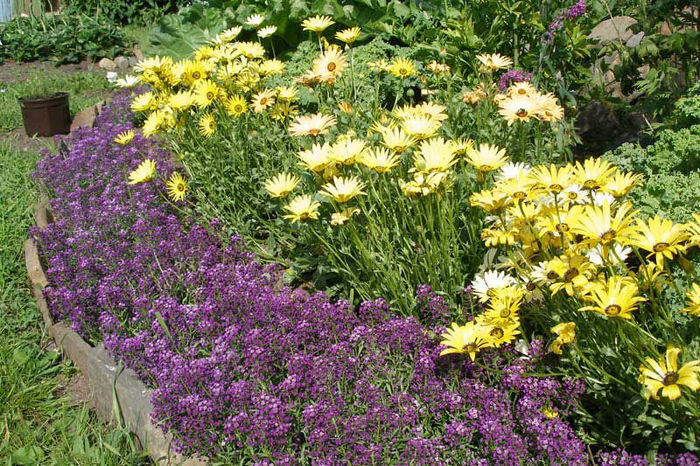 Lobularia maritima oriental night.