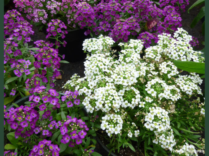 Lobularia_maritima
