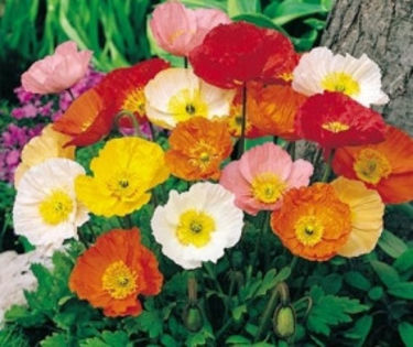 Mac island -papaver nudicaule - De vanzare seminte -legume-mirodenii-flori-arbori