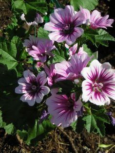 Nalba de gradina Malva sylvestris-Zebrina