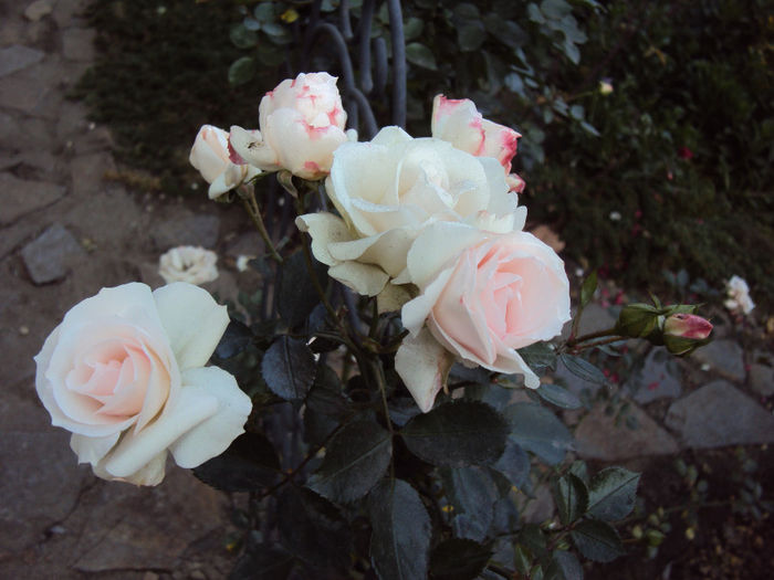 DSC01658 - Aspirin Rose