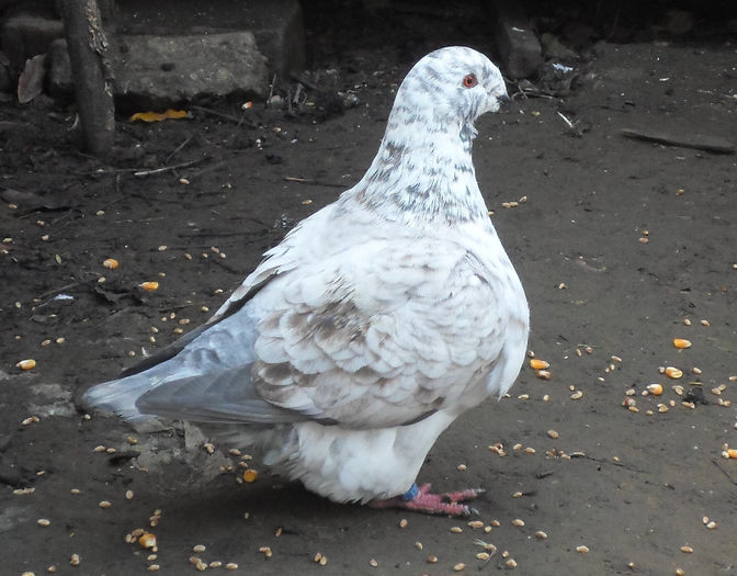 F 2013 - Voiajori Americani 2014