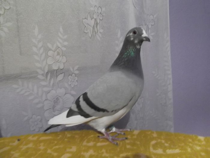 0637607-11 f locul 155 nat.maraton extrem maturi 2013