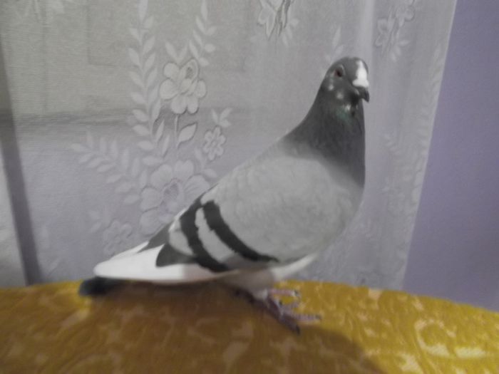 locul 37 pavlohrad 1096591 km;loc 385 nykopol 921849 km.