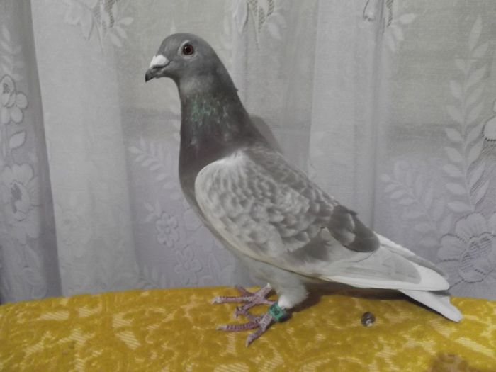 0637608-11 m.locul 203 nat.maraton extrem maturi 2013