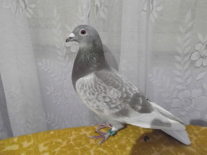 loc 124 nykopol 921849 km;loc 173 pavlohrad 1096591 km