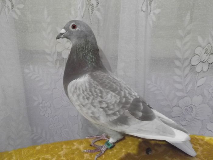 0637608 frate de cuib cu 0637607