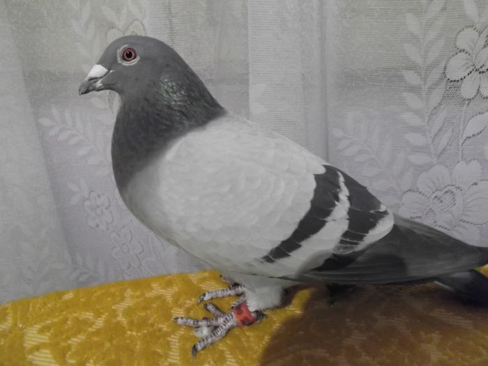 0488899-10(11)m loc 552 nykopol 921849 km