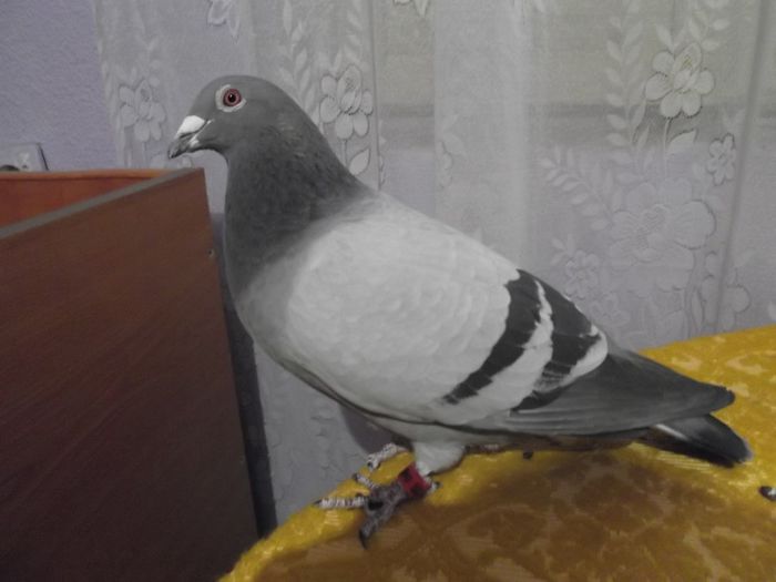 0488899-10(11)m loc 552 nykopol 921849 km