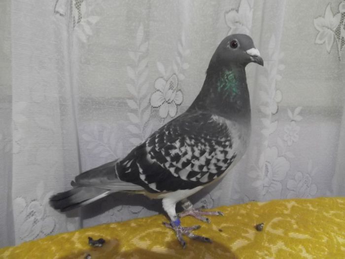 0727969-12 4 fonduri zburate,2 clasate