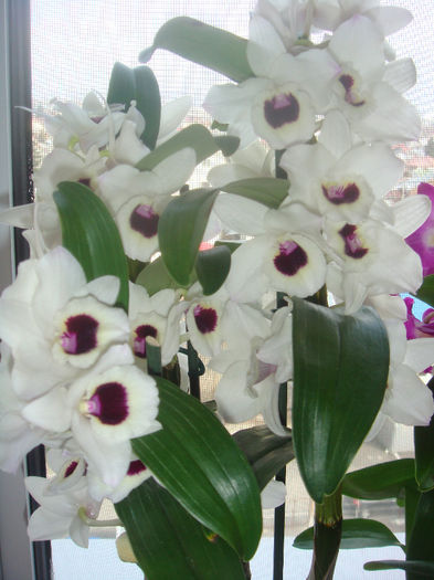 10.03.2012 - Dendrobium Yukidaruma King