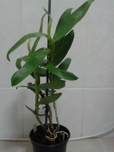 2013-11-20 - Dendrobium Yukidaruma King