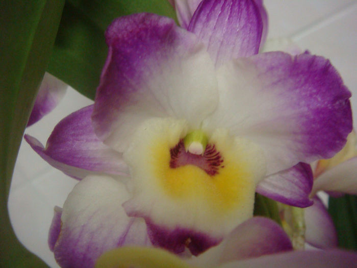 10.03.2013 - Dendrobium Lucky Angel