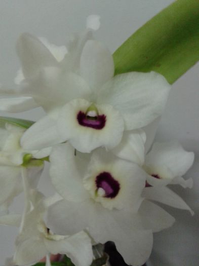 2013-02-21 - Dendrobium To My Kids