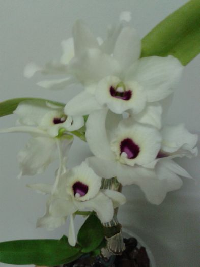 2013-02-21 - Dendrobium To My Kids