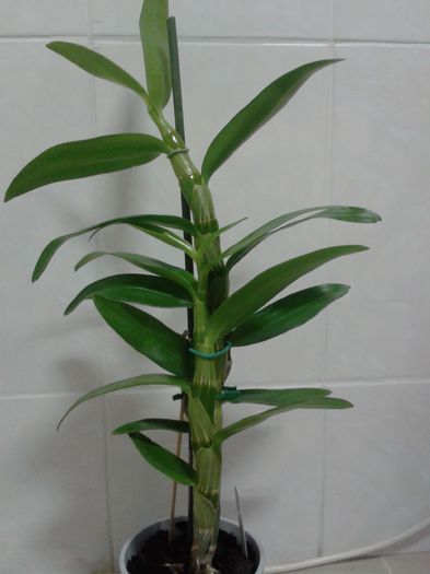 2013-11-20 - Dendrobium necunoscut