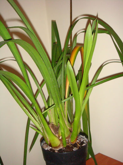 27.02.2012 - Cymbidium 1