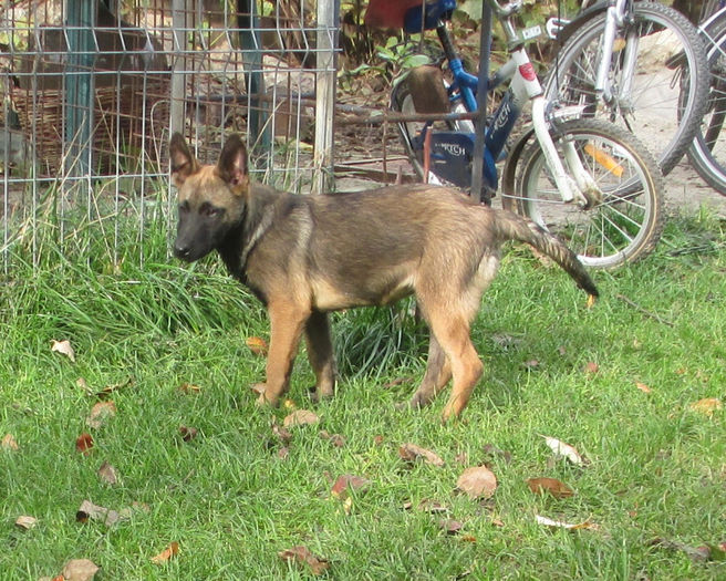 femela- 4 luni (Freud of Braveheart Oradinum & Greta of Braveheart Oradinum)
