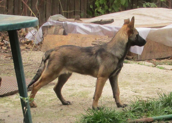 femela- 4 luni (freud of Braveheart Oradinum & Greta of Braveheart Oradinum)