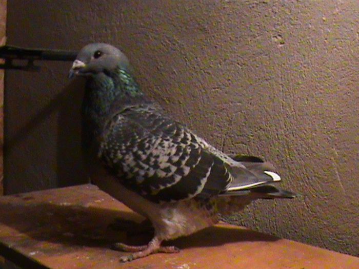 DSC04425 - Femele 2014