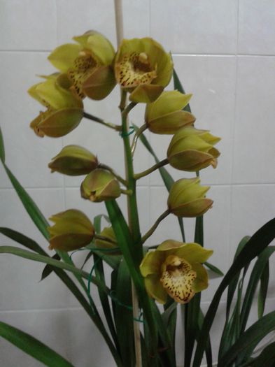 2013-11-20 - Cymbidium 2