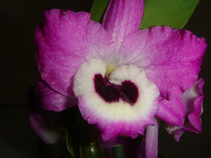 DSC05967 - Dendrobium nobile