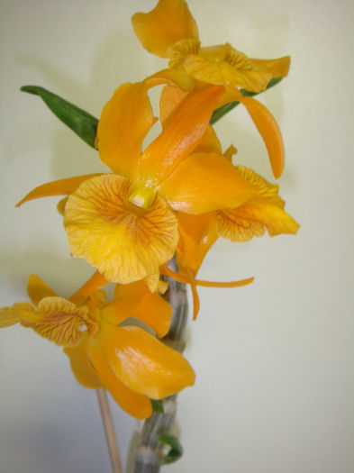 DSC06225 - Dendrobium nobile