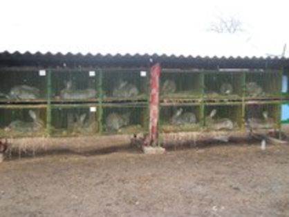 32650932_NBWSHJVZL - CUSTILE CRESCATORILOR