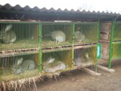 32650975_HPSTAKHNS - CUSTILE CRESCATORILOR