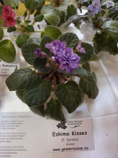 Noiembrie 2013 - expo - Eskimo Kisses