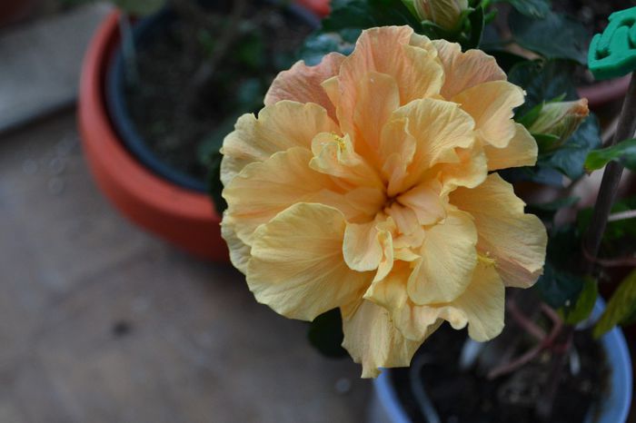 DSC_4625 - aaa-Hibiscus 2013-b