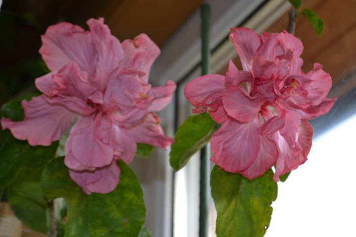 DSC_5069 - aaa-Hibiscus 2013-b