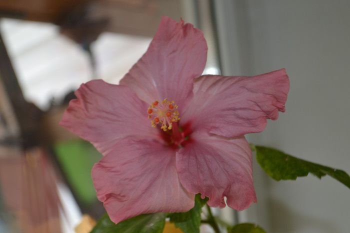 DSC_5091 - aaa-Hibiscus 2013-b