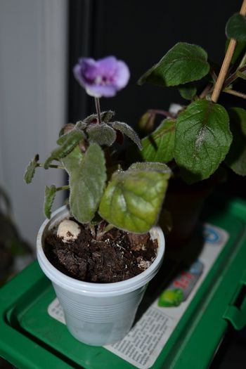 DSC_4707 - aaaa Sinningii 2013